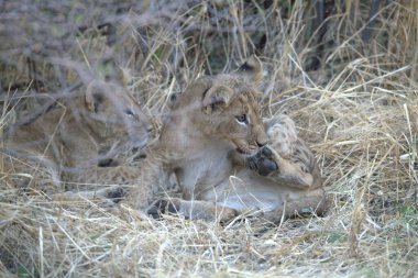 Aslanlar sabah parkta birlikte oynuyorlar.