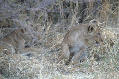 Kruger Park 'taki aslan.