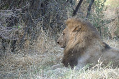 Kenya savanındaki aslan