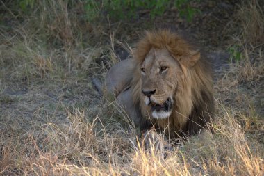 Afrika savanındaki erkek aslan.