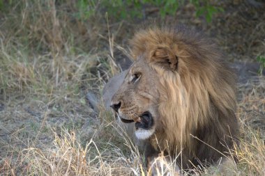 Kruger Park 'taki aslan.