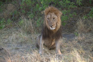 Kenya bozkırında çimenlerde yürüyen bir aslan.