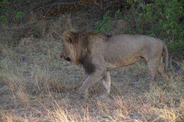 Afrika 'nın bozkırındaki aslan