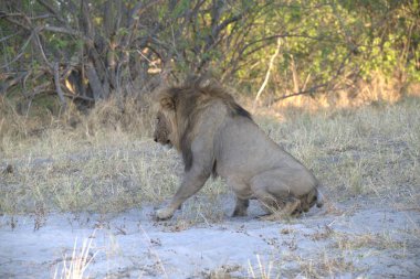 Kenya savanındaki aslan