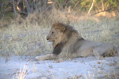 Etoşa Ulusal Parkı, Namibya 'da Afrika Aslanı (panthera leo)