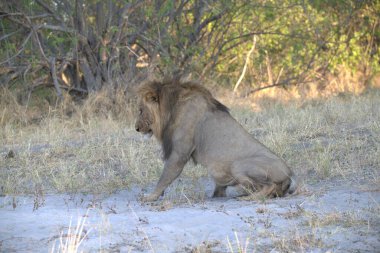 Savannah Kenya aslan