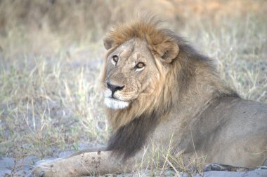 Erkek aslan çimlerin üzerinde