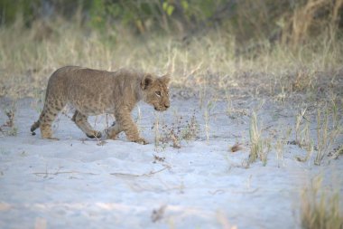 Güney Afrika 'daki Kruger Ulusal Parkı' nda aslan var.