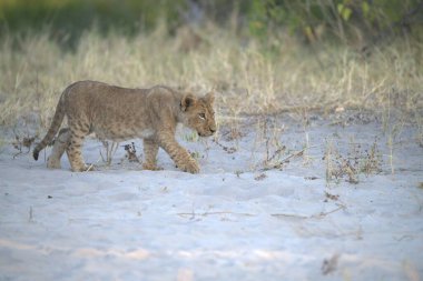 Afrika 'nın bozkırındaki aslan