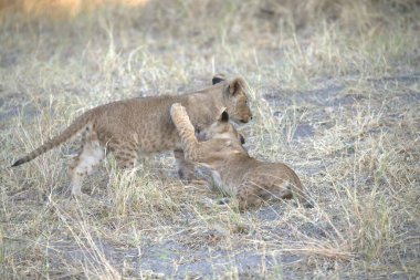 Afrika 'daki Kruger Ulusal Parkı' nda oynayan aslan yavrusu.
