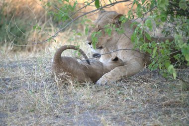 lion cub playing in the bush