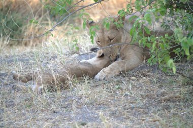 Güney Afrika 'daki Kruger Ulusal Parkı' nda aslan yavrusu.