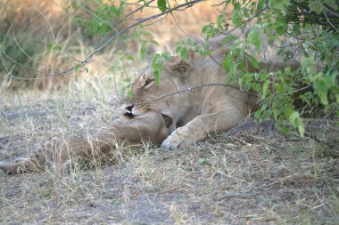 Kenya savanındaki aslan