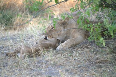 Güney Afrika 'daki Kruger Ulusal Parkı' nda uyuyan aslan.