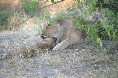 Aslan ın kruger national park, Güney Afrika