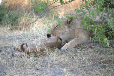 Aslan yavrusu çimlere uzanıyor.
