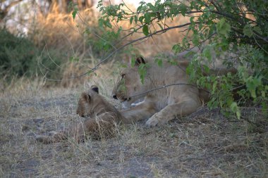 Zimbabwe savanındaki aslan.