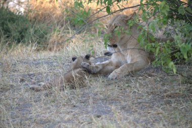 Afrika savanındaki aslanlar
