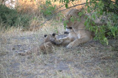 Vahşi aslan ailesi.