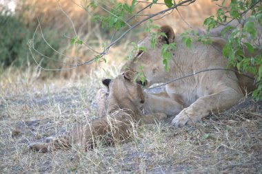 lion cub resting after playing in the grass