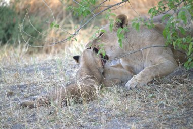 Aslanlı genç aslan