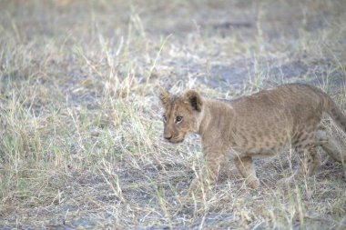 Bir dişi aslan (panthera leo) kuru çimenlerde yürür.