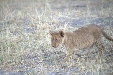 Aslan (panthera leo) Kenya savanasında