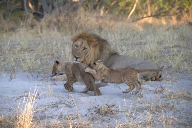 Lion ailesi Kruger parkında.