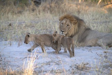 Afrika 'da savanadaki aslan