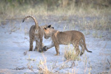 Güney Afrika 'daki Kruger Parkı' ndaki kuru çimlerde oynayan aslan yavrusu..