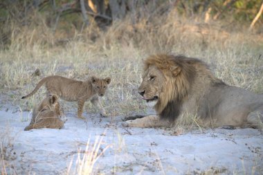 Parkta yavrusu olan genç aslan ailesi.
