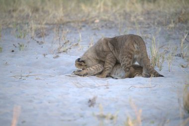 Çita kumda yürüyor.