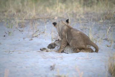 Kenya savanındaki aslan yavruları