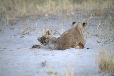 Kumda oynayan aslan yavrusu.