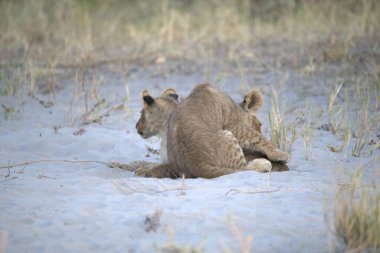 Namibya 'da dişi bir aslan