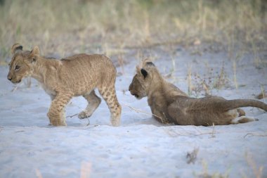 Genç dişi aslan ve yavrusu çimenlerde yürüyor.