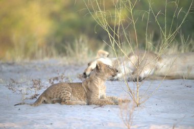 Aslan ın kruger national park, Güney Afrika
