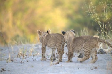 Savanadaki vahşi çita