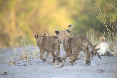 Çölde oynayan vahşi kediler