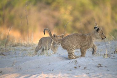 Vahşi aslan yavrusu akşam güneşinde kuru çimlerde yürüyor..
