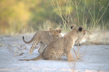 Vahşi doğadaki çita