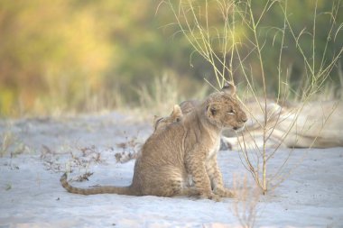 Aslan yavrusu çimenlerde yürüyor.