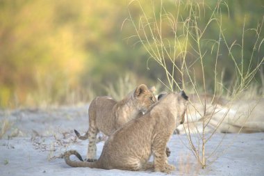 Afrika 'nın Kenya bozkırında dişi aslan ve yavrusu oynuyor..