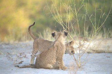 Afrika bozkırında aslan yavrusu