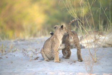 Vahşi hayvanlar, seçici odaklanma