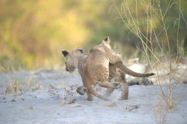 Aslan yavrusu çimenlerde yürüyor.