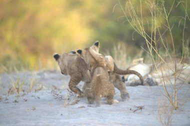 Afrika savanındaki aslanlar