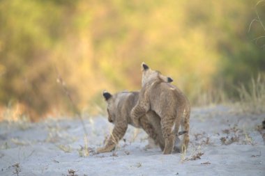 Aslan yavrusu kumda yürüyor.