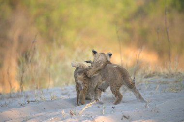 Genç aslan yavrusu kumda annesiyle oynuyor.
