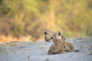 Dişi aslan ve yavrusu çimenlerde.